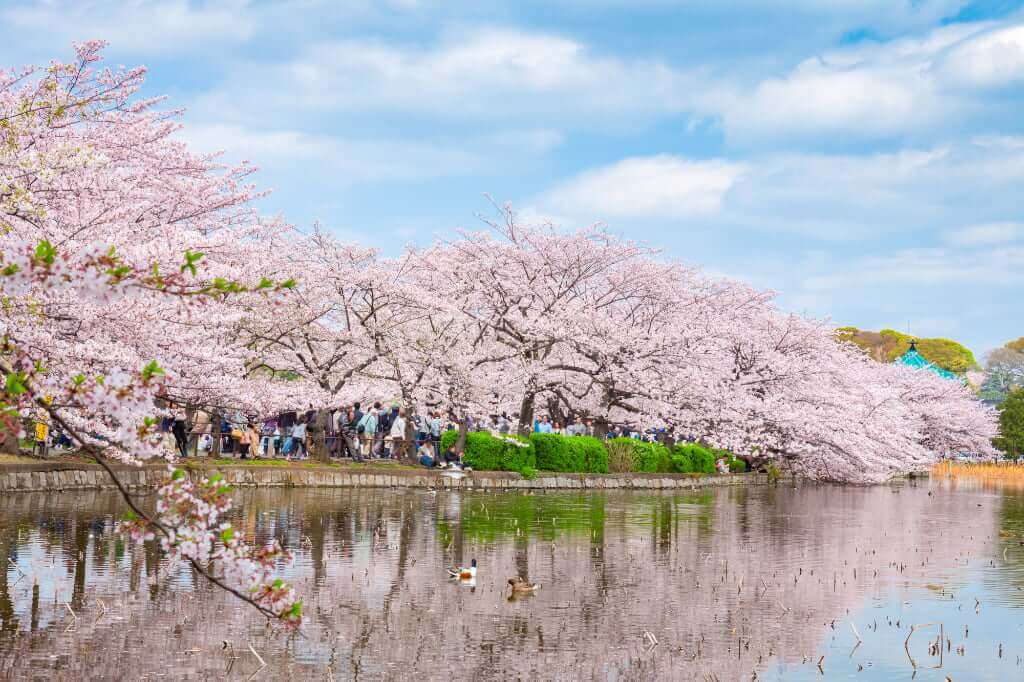上野恩賜公園の桜