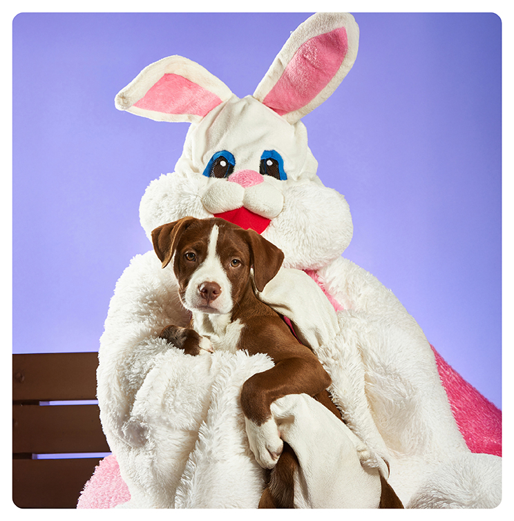 Create Easter Bunny & pet portrait using YouCam Enhance app.