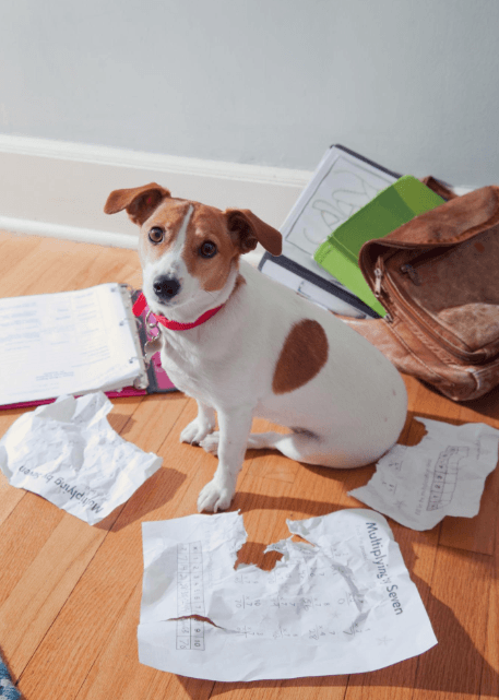 prank idea: My Dog Ate My Homework