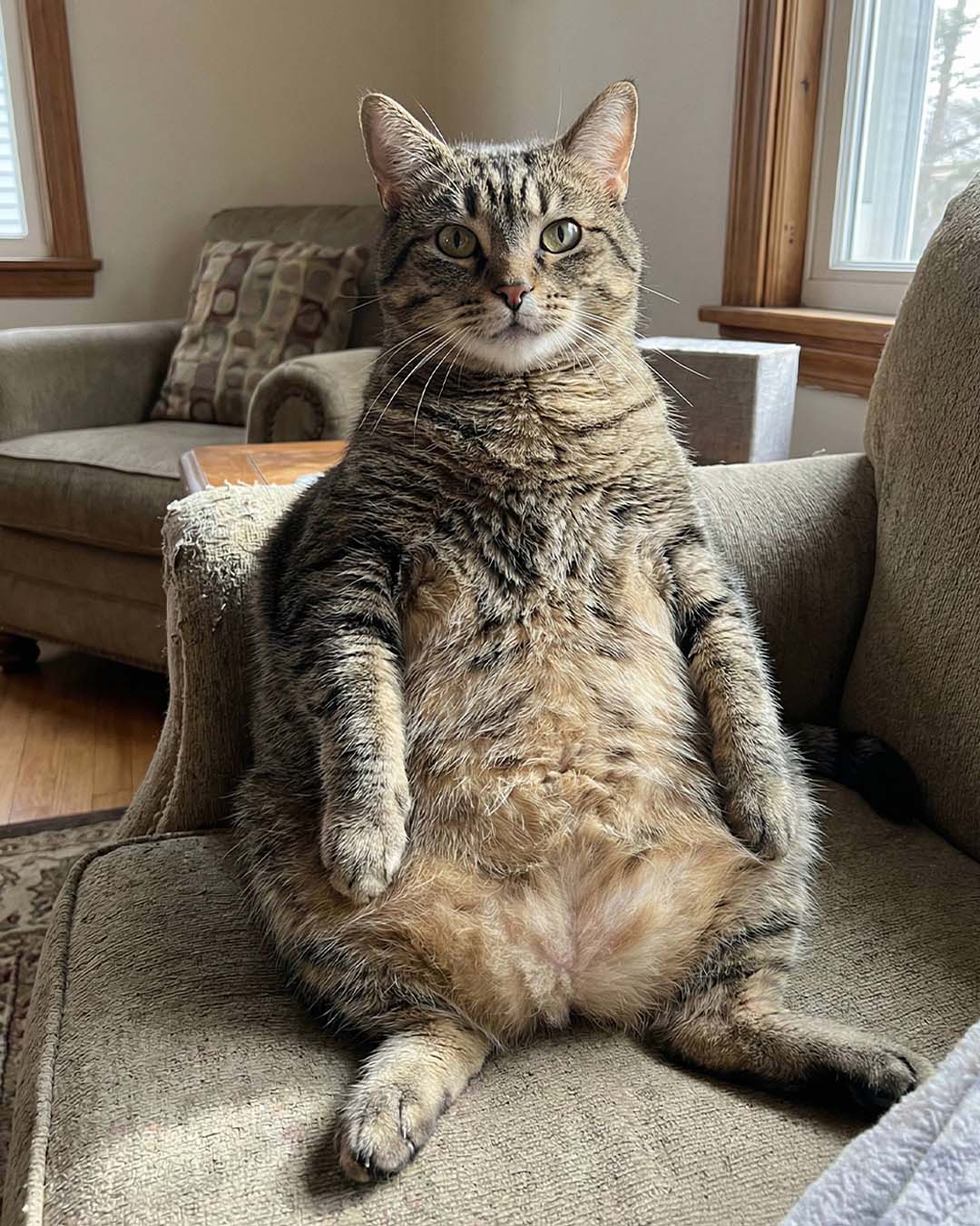 prank idea: My Cat Suddenly Got Super Fat