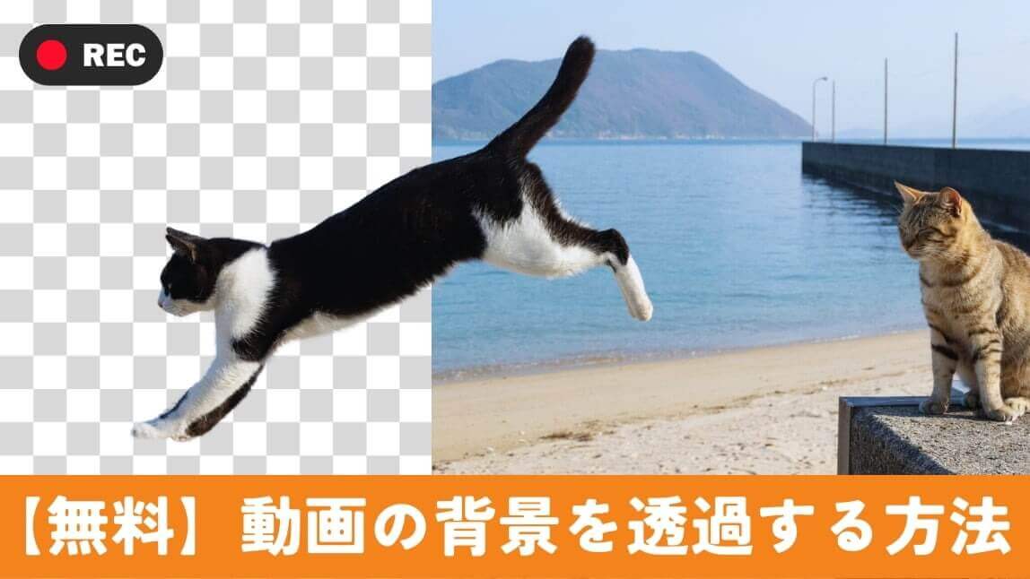動画の背景を消す方法