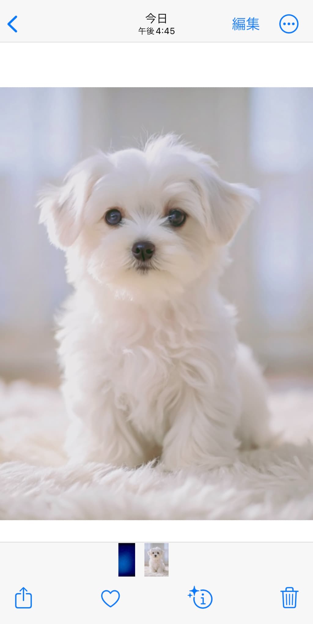 この写真の犬だけを切り抜きたいのに