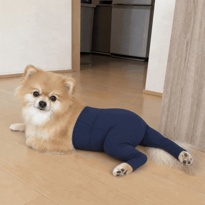 犬やウサギにヨガパンツを着せたAI画像