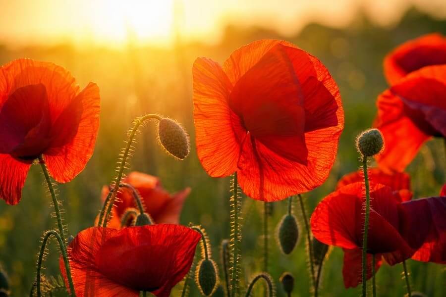Bilder mit Mohnblumen: Rote Mohnblüten im Gegenlicht bei Sonnenuntergang mit warmem goldenem Licht