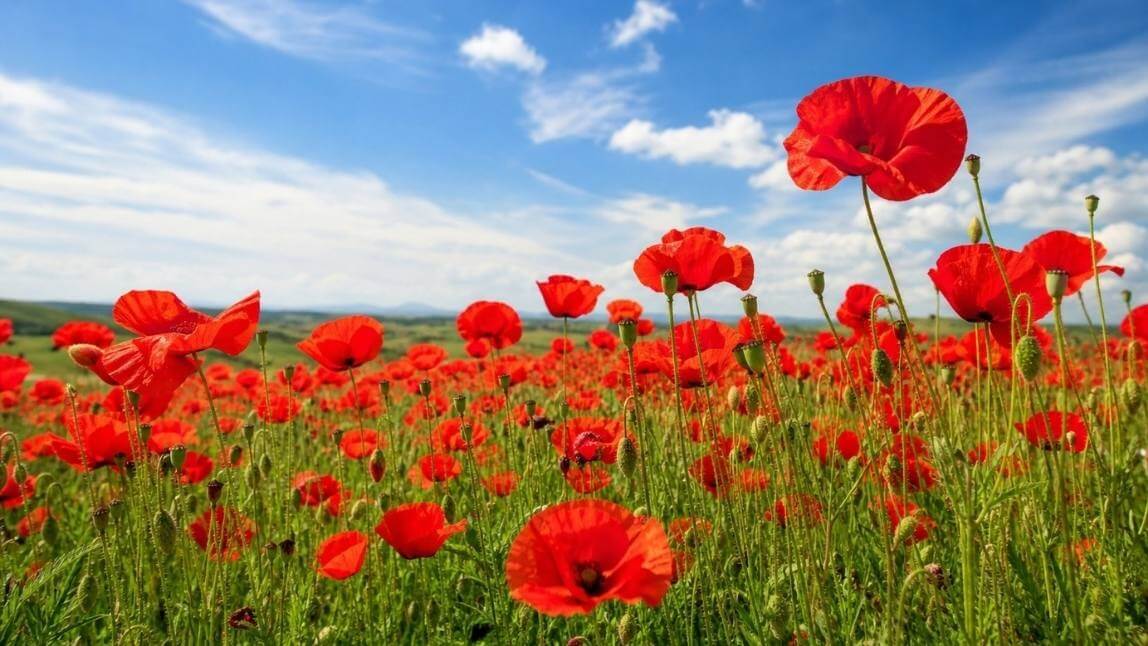 Mohnblumen-Bilder: Weites Mohnblumenfeld mit leuchtend roten Blüten unter blauem Sommerhimmel