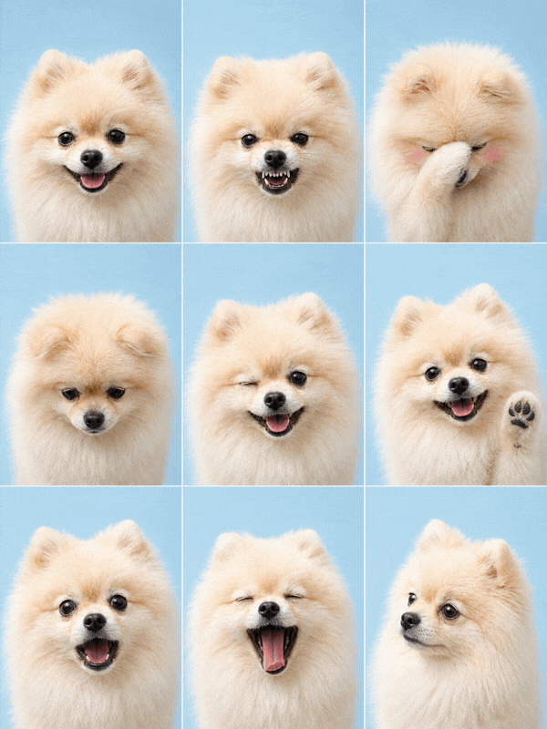 犬や猫で作るペットのAI証明写真