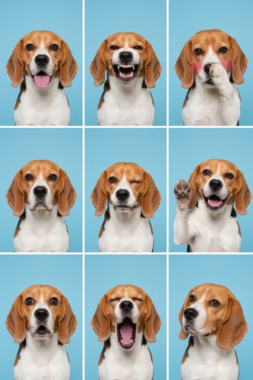 ステップ⑤:犬の証明写真の完成 ステップ⑤:犬の証明写真の完成