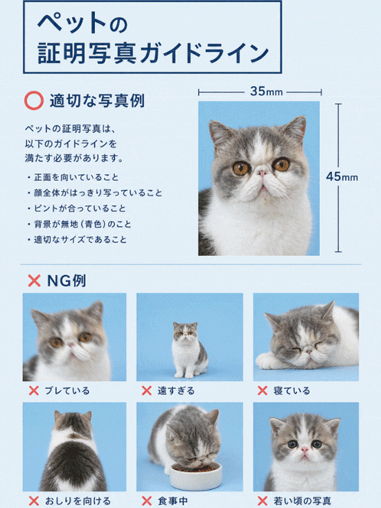 アプリで作ったペットの証明写真 アプリで作ったペットの証明写真