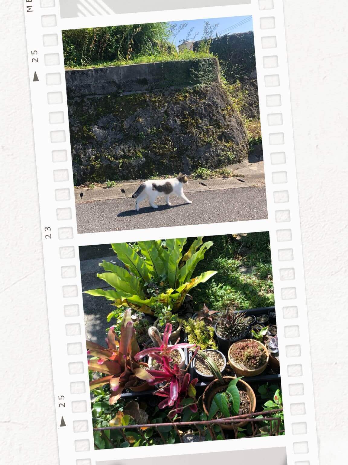 ポロライド風コラージュ ポロライド風コラージュ
