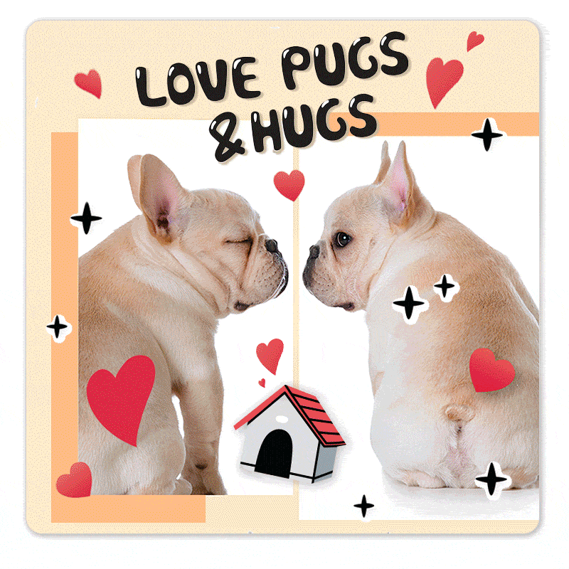 Beste Hundevorlagen Erstelle die besten Hundefotos mit den Hundevorlagen der YouCam App