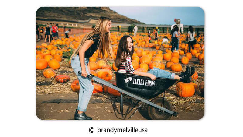Pumpkin Patch Photo Idea Pumpkin Patch Photo Idea