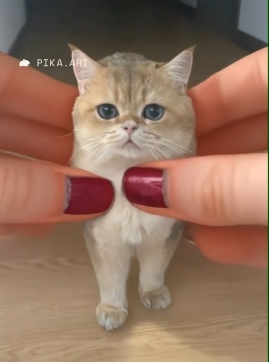 PIKA AI 揉捏影片
