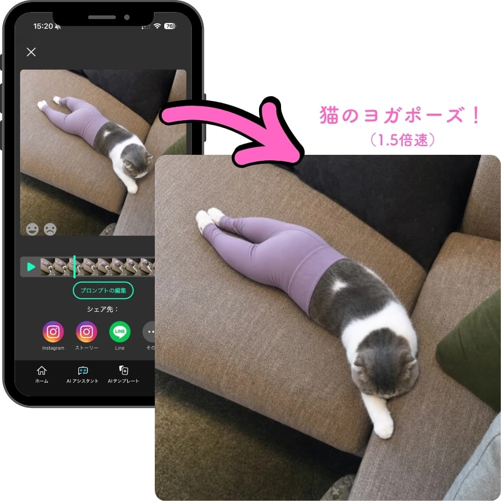 ヨガパンツを穿いた猫がヨガをする動画