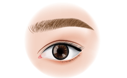 Straight Eyebrows