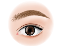 Rounded Eyebrows